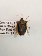 Euschistus variolarius