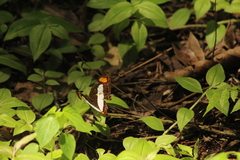 Adelpha iphicleola