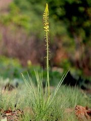 Bulbine angustifolia
