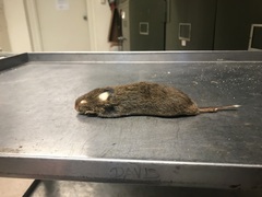 Rodentia