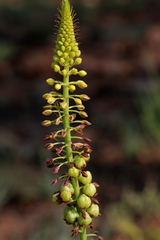 Bulbine angustifolia