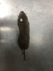 Rodentia