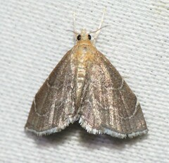 Stegea eripalis