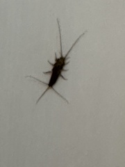 Ctenolepisma lineatum