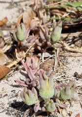 Mesembryanthemum canaliculatum