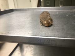 Rodentia