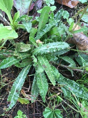 Helminthotheca echioides