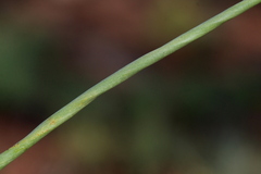 Bulbine angustifolia
