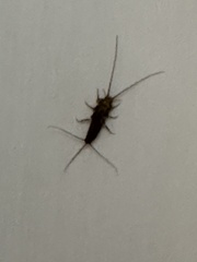 Ctenolepisma lineatum