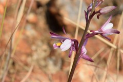 Eulophia hians hians