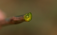 Bulbine angustifolia