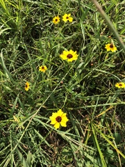 Coreopsis tinctoria