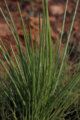 Bulbine angustifolia