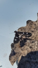 Desmia maculalis
