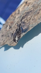 Desmia maculalis