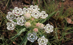 Pachycarpus schinzianus