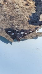 Desmia maculalis