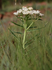 Pachycarpus schinzianus