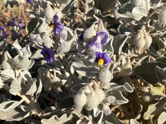 Solanum lasiophyllum