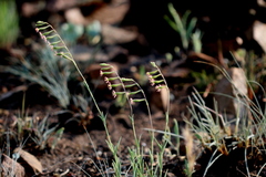 Silene burchellii