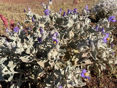 Solanum lasiophyllum
