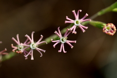 Silene burchellii