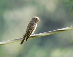 Muscicapa