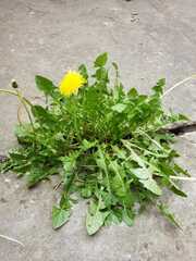 Taraxacum officinale
