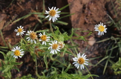 Afroaster peglerae