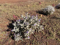 Solanum lasiophyllum