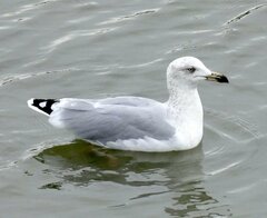 Larus argentatus