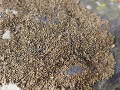 Xanthoparmelia delisei