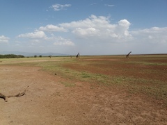 Giraffa camelopardalis tippelskirchi