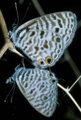 Leptotes