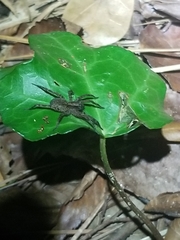 Tigrosa helluo