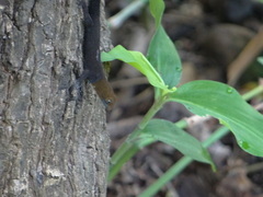 Gonatodes albogularis