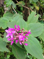 Dichaetanthera
