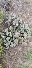 Eriogonum latifolium