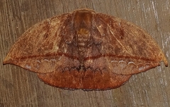 Oxytenis albilunulata