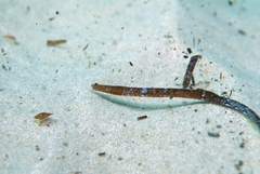 Syngnathidae