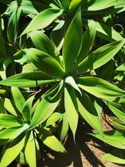 Agave attenuata