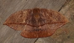 Oxytenis albilunulata