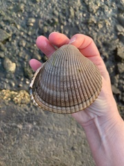 Clinocardium nuttallii