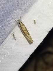 Parapediasia decorellus