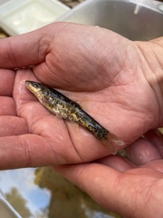 Rhinichthys cataractae