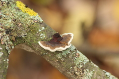 Daedaleopsis confragosa