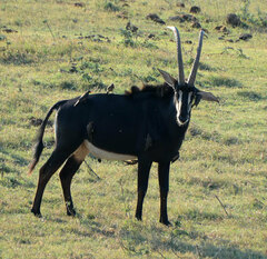 Hippotragus niger niger