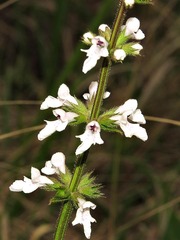 Stachys nigricans