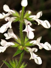 Stachys nigricans