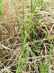 Stachys nigricans